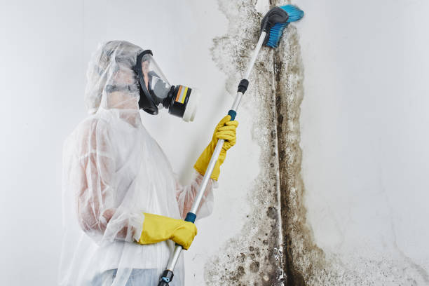 Reliable Rockwell, AR Mold Removal Solutions